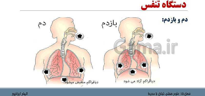 پاورپوینت تدریس فصل 15 علوم هفتم: تبادل با محیط- پیش نمایش