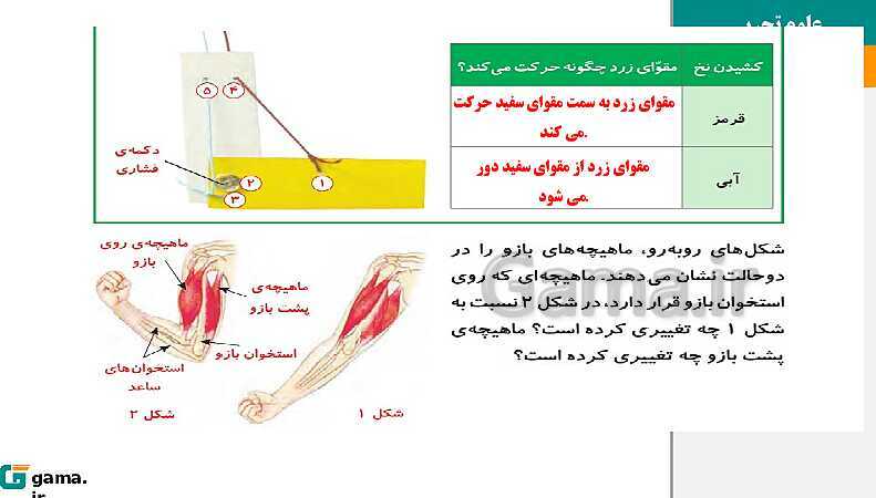 پاورپوینت آموزش و حل فعالیت‌های کتاب علوم تجربی پنجم | درس 5 حرکت بدن- پیش نمایش