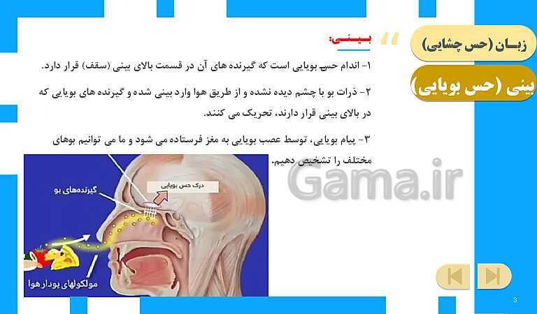 پاورپوینت آموزش و حل فعالیت‌های کتاب علوم تجربی پنجم | درس 7 چه خبر (چشایی، بویایی و لامسه)- پیش نمایش