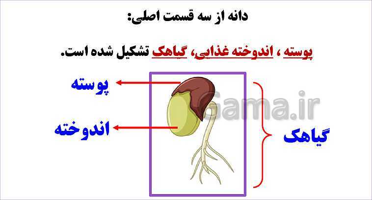 پاورپوینت تدریس درس 9: سرگذشت دانه | علوم تجربی دوم دبستان- پیش نمایش