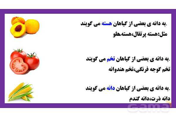 پاورپوینت تدریس درس 9: سرگذشت دانه | علوم تجربی دوم دبستان- پیش نمایش