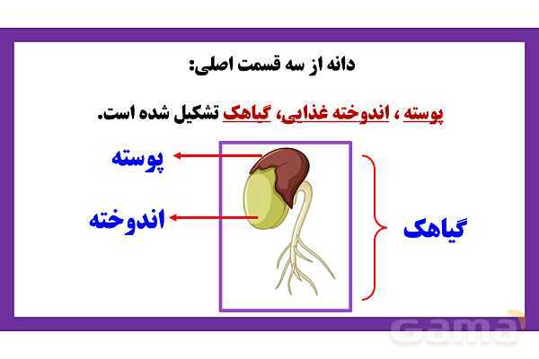 پاورپوینت تدریس درس 9: سرگذشت دانه | علوم تجربی دوم دبستان- پیش نمایش