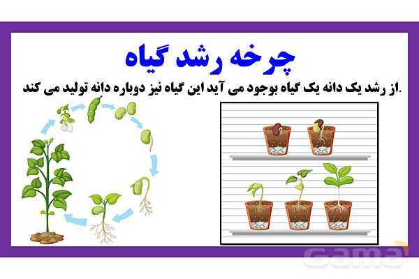 پاورپوینت تدریس درس 9: سرگذشت دانه | علوم تجربی دوم دبستان- پیش نمایش