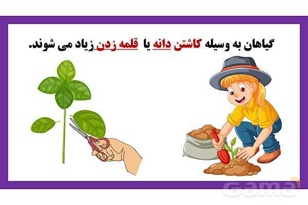 پاورپوینت تدریس درس 9: سرگذشت دانه | علوم تجربی دوم دبستان- پیش نمایش