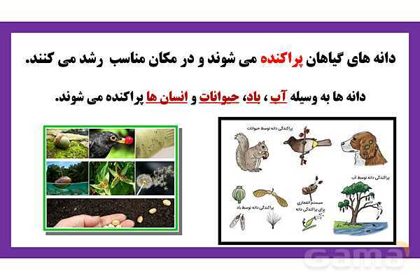 پاورپوینت تدریس درس 9: سرگذشت دانه | علوم تجربی دوم دبستان- پیش نمایش