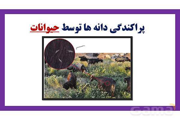 پاورپوینت تدریس درس 9: سرگذشت دانه | علوم تجربی دوم دبستان- پیش نمایش