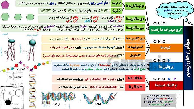 دسته بندی مواد آلی و مولکول های زیستی در بدن جانداران- پیش نمایش