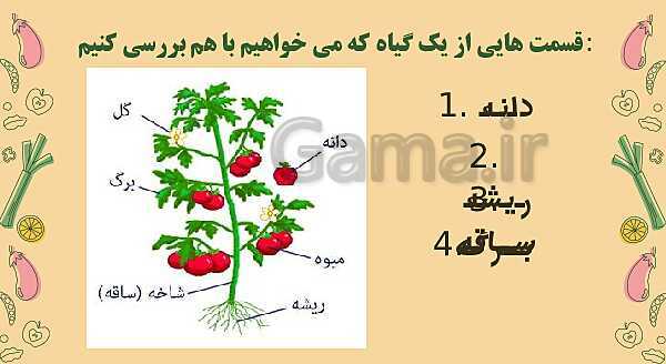 پاورپوینت درس 12: از ریشه تا برگ (قسمت‌های تشکیل دهنده‌ی گیاه)- پیش نمایش