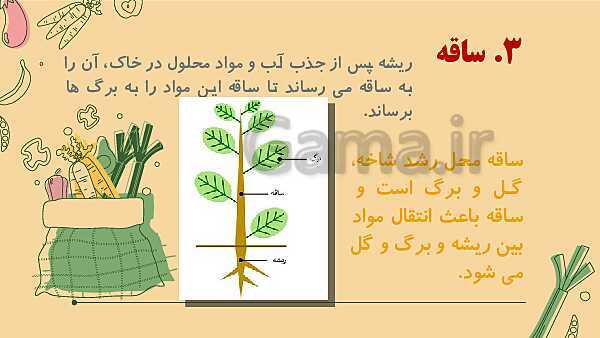 پاورپوینت درس 12: از ریشه تا برگ (قسمت‌های تشکیل دهنده‌ی گیاه)- پیش نمایش