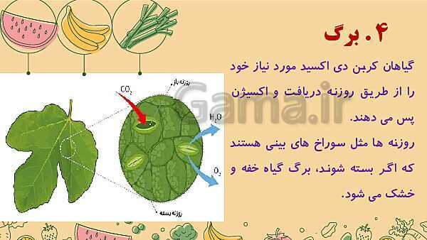 پاورپوینت درس 12: از ریشه تا برگ (قسمت‌های تشکیل دهنده‌ی گیاه)- پیش نمایش