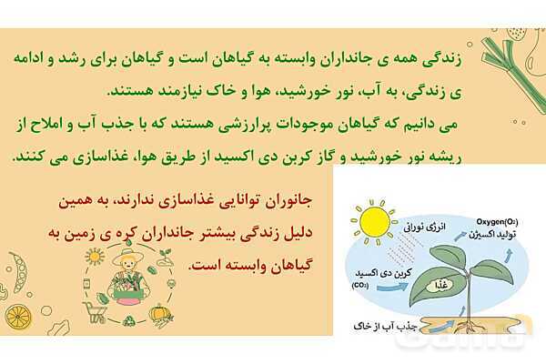 پاورپوینت درس 12: از ریشه تا برگ (قسمتهای تشکیل دهندهی گیاه)- پیش نمایش