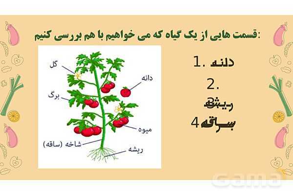 پاورپوینت درس 12: از ریشه تا برگ (قسمتهای تشکیل دهندهی گیاه)- پیش نمایش