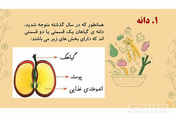 پاورپوینت درس 12: از ریشه تا برگ (قسمتهای تشکیل دهندهی گیاه)- پیش نمایش