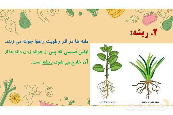 پاورپوینت درس 12: از ریشه تا برگ (قسمتهای تشکیل دهندهی گیاه)- پیش نمایش