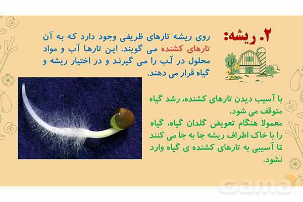 پاورپوینت درس 12: از ریشه تا برگ (قسمتهای تشکیل دهندهی گیاه)- پیش نمایش