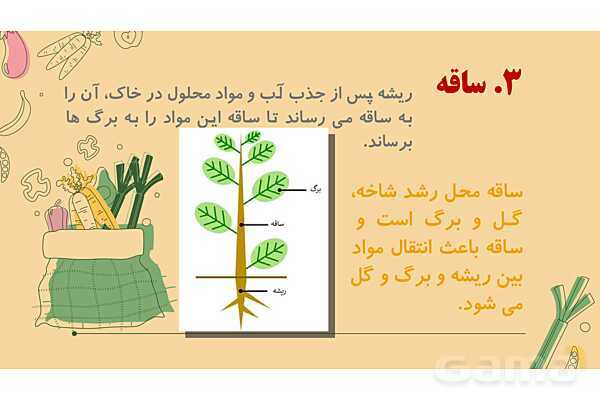 پاورپوینت درس 12: از ریشه تا برگ (قسمتهای تشکیل دهندهی گیاه)- پیش نمایش