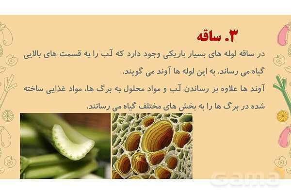 پاورپوینت درس 12: از ریشه تا برگ (قسمتهای تشکیل دهندهی گیاه)- پیش نمایش
