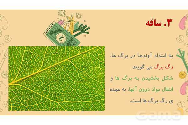 پاورپوینت درس 12: از ریشه تا برگ (قسمتهای تشکیل دهندهی گیاه)- پیش نمایش