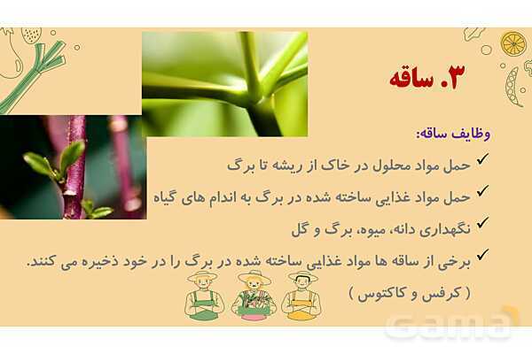 پاورپوینت درس 12: از ریشه تا برگ (قسمتهای تشکیل دهندهی گیاه)- پیش نمایش