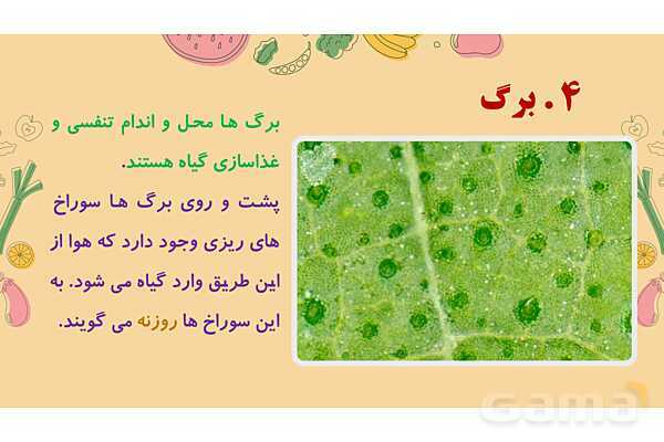 پاورپوینت درس 12: از ریشه تا برگ (قسمتهای تشکیل دهندهی گیاه)- پیش نمایش
