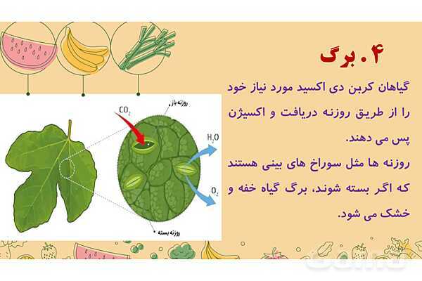 پاورپوینت درس 12: از ریشه تا برگ (قسمتهای تشکیل دهندهی گیاه)- پیش نمایش
