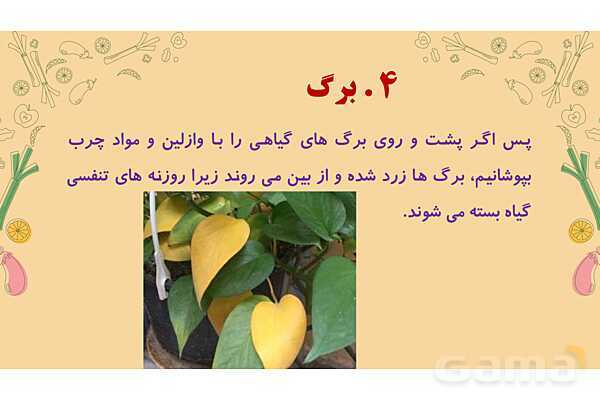 پاورپوینت درس 12: از ریشه تا برگ (قسمتهای تشکیل دهندهی گیاه)- پیش نمایش