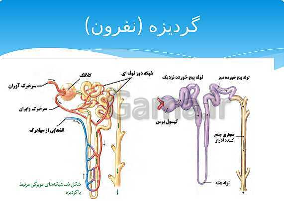 ارائه‌ی کلاسی کل کتاب درسی علوم هفتم - پیش نمایش