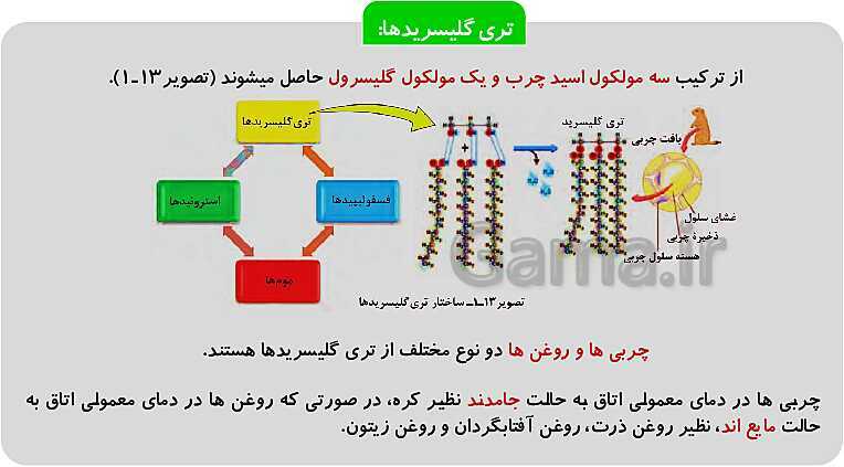 پاورپوینت فصل 1: حیات و زیست شناسی | کتاب زیست شناسی پایه دهم فنی- پیش نمایش