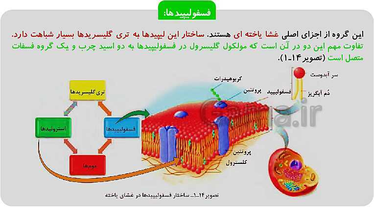 پاورپوینت فصل 1: حیات و زیست شناسی | کتاب زیست شناسی پایه دهم فنی- پیش نمایش