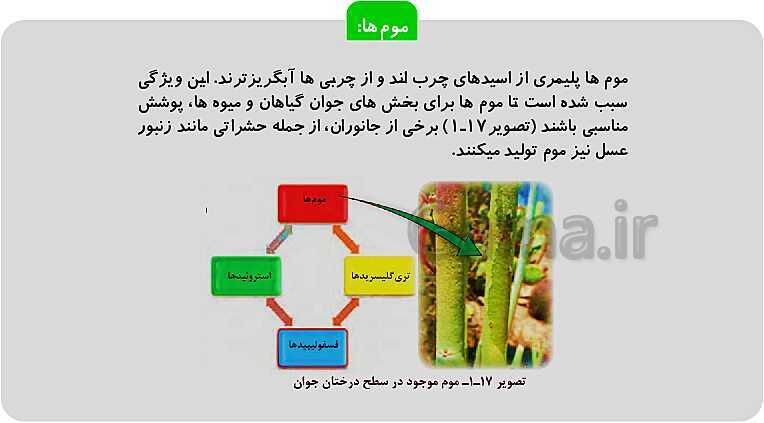 پاورپوینت فصل 1: حیات و زیست شناسی | کتاب زیست شناسی پایه دهم فنی- پیش نمایش