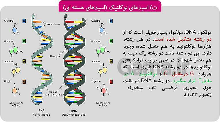 پاورپوینت فصل 1: حیات و زیست شناسی | کتاب زیست شناسی پایه دهم فنی- پیش نمایش