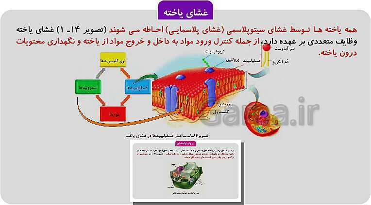 پاورپوینت فصل 1: حیات و زیست شناسی | کتاب زیست شناسی پایه دهم فنی- پیش نمایش