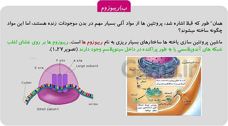 پاورپوینت فصل 1: حیات و زیست شناسی | کتاب زیست شناسی پایه دهم فنی- پیش نمایش