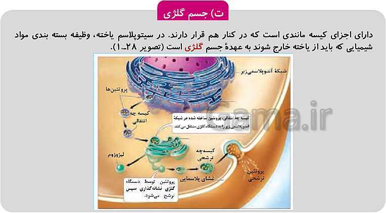 پاورپوینت فصل 1: حیات و زیست شناسی | کتاب زیست شناسی پایه دهم فنی- پیش نمایش