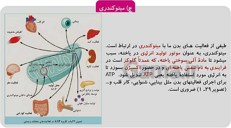 پاورپوینت فصل 1: حیات و زیست شناسی | کتاب زیست شناسی پایه دهم فنی- پیش نمایش