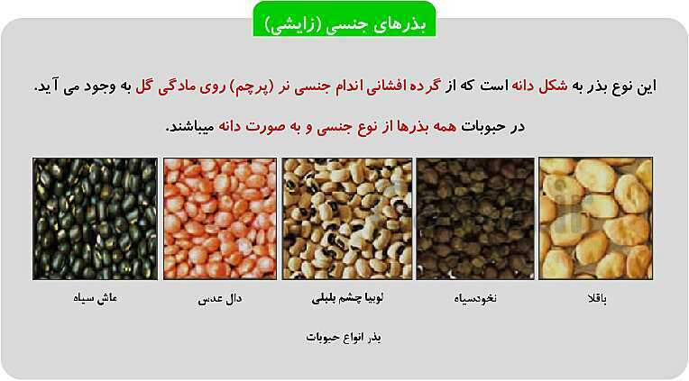 پاورپوینت پودمان 1: تهیه بذر و تعیین ویژگی های آن | کتاب پرورش و تولید حبوبات پایه دهم رشته امور زراعی و باغی- پیش نمایش