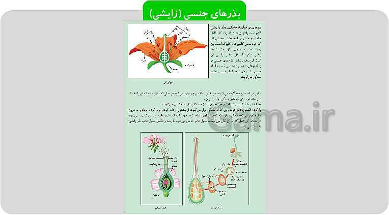 پاورپوینت پودمان 1: تهیه بذر و تعیین ویژگی های آن | کتاب پرورش و تولید حبوبات پایه دهم رشته امور زراعی و باغی- پیش نمایش