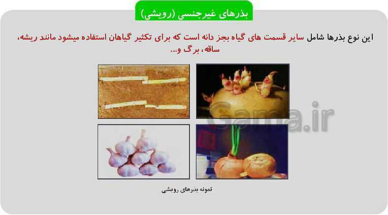 پاورپوینت پودمان 1: تهیه بذر و تعیین ویژگی های آن | کتاب پرورش و تولید حبوبات پایه دهم رشته امور زراعی و باغی- پیش نمایش