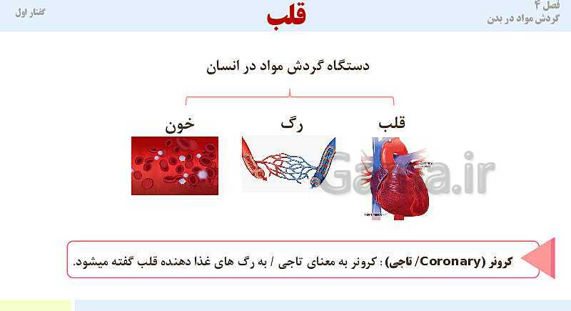 پاورپوینت آموزش گفتار 1 فصل چهارم: قلب | کتاب درسی زیست دهم- پیش نمایش