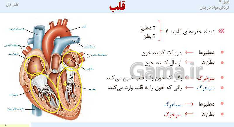 پاورپوینت آموزش گفتار 1 فصل چهارم: قلب | کتاب درسی زیست دهم- پیش نمایش