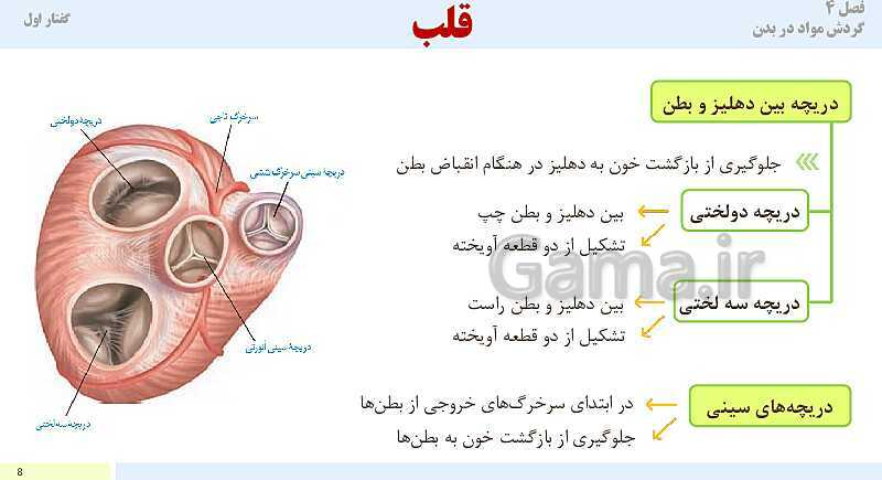 پاورپوینت آموزش گفتار 1 فصل چهارم: قلب | کتاب درسی زیست دهم- پیش نمایش