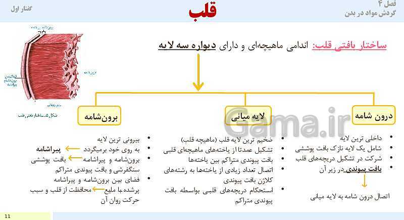 پاورپوینت آموزش گفتار 1 فصل چهارم: قلب | کتاب درسی زیست دهم- پیش نمایش