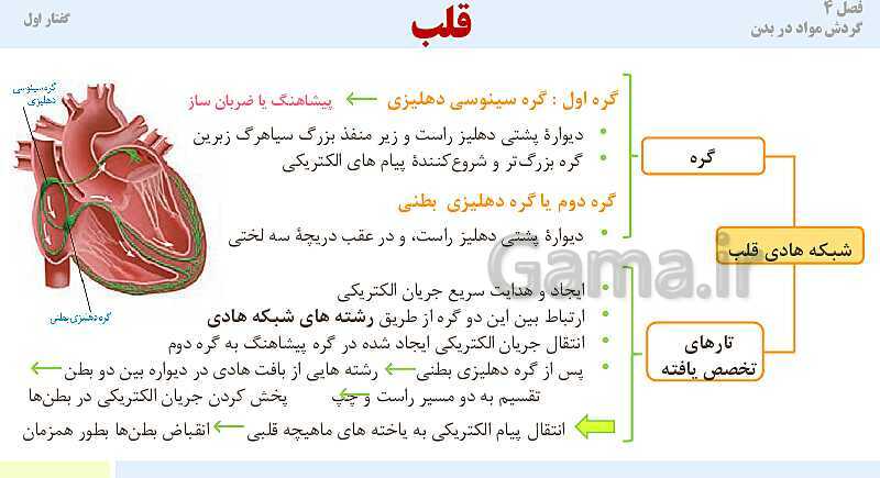 پاورپوینت آموزش گفتار 1 فصل چهارم: قلب | کتاب درسی زیست دهم- پیش نمایش