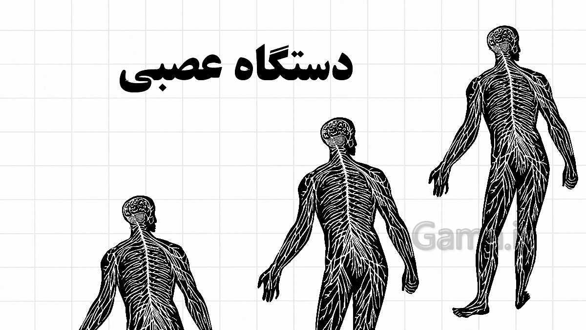 پاورپوینت آموزشی فصل 4: تنظیم عصبی | علوم هشتم- پیش نمایش