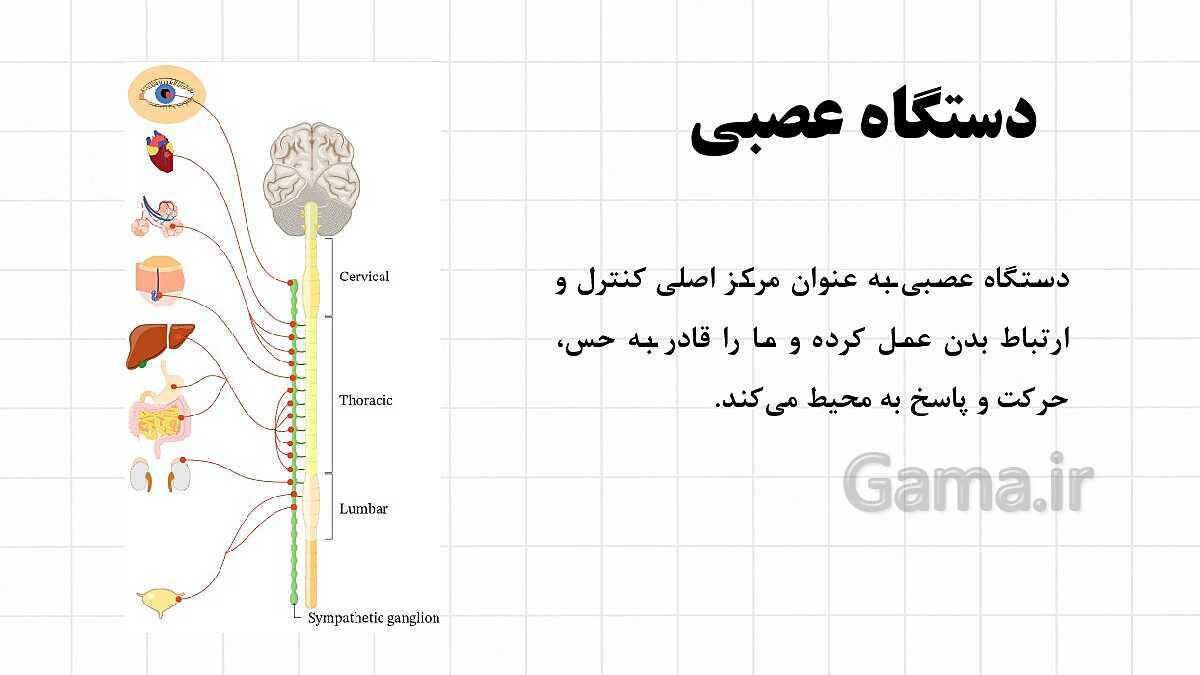 پاورپوینت آموزشی فصل 4: تنظیم عصبی | علوم هشتم- پیش نمایش