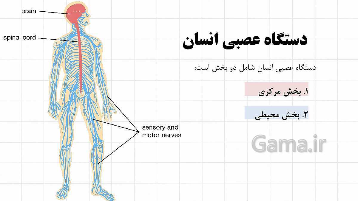 پاورپوینت آموزشی فصل 4: تنظیم عصبی | علوم هشتم- پیش نمایش