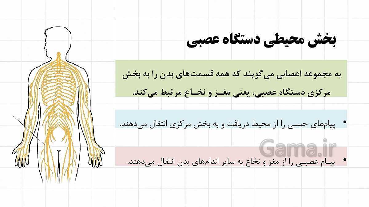 پاورپوینت آموزشی فصل 4: تنظیم عصبی | علوم هشتم- پیش نمایش