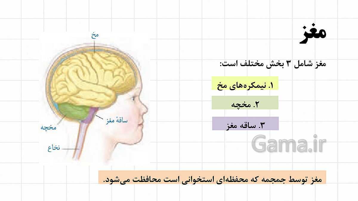 پاورپوینت آموزشی فصل 4: تنظیم عصبی | علوم هشتم- پیش نمایش