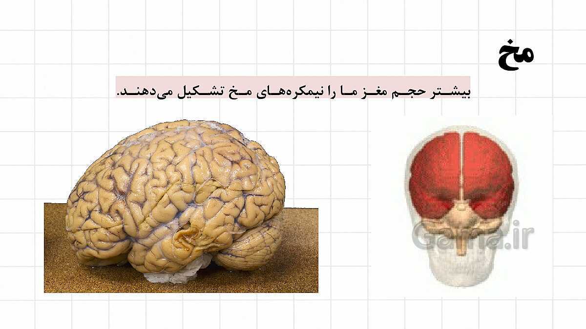 پاورپوینت آموزشی فصل 4: تنظیم عصبی | علوم هشتم- پیش نمایش