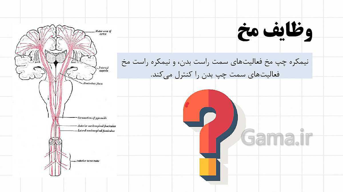 پاورپوینت آموزشی فصل 4: تنظیم عصبی | علوم هشتم- پیش نمایش